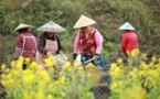 China’s professional farmers rise to drive modernized agriculture