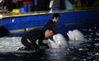 After Living in China for 15 years, Beluga whales will start journey back to Iceland