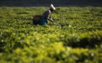 L'accès rapide aux engrais à un coût abordable, clé d'un développement agricole durable en Afrique