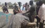Tchad : des colliers géolocalisés pour protéger les pachydermes du braconnage