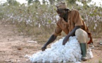 Au Togo, la production cotonnière a enregistré une hausse de 17% au terme de la campagne 2018/2019