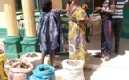 Cameroun/Tonga : Quatre trafiquants d'écailles de pangolin arrêtés
