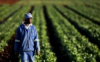 Afrique : le numérique pour améliorer la transparence et accroître la productivité agricole