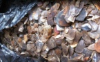 Cameroun/Douala : Un trafiquant d’écailles de pangolin arrêté