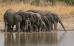 Togo : le Parc national de Fazao-Malfakassa, sera bientôt érigé en réserve de Biosphère