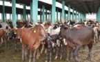 Tchad : à Mandélia, 65.000 litres de lait vont être produits chaque jour