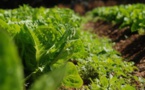 Pour lutter contre les changements climatiques, nous devons repenser notre système alimentaire
