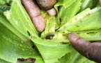 Togo : les producteurs agricoles apprennent à lutter contre la chenille légionnaire d’automne