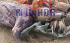 Tchad : ils vendaient de la viande de chien dans les cabarets, 3 hommes arrêtés