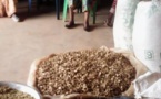 Cameroun /Produits forestiers non ligneux : la valorisation en bonne voie