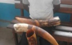 Congo-Brazzaville : un greffier condamné pour vol d'ivoire