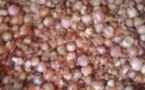 Cameroun : Le prix du sac d'oignons à 120.000 FCFA