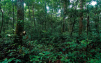 Côte d'Ivoire/Gestion des ressources naturelles : Un inventaire forestier et faunique en cours pour l'évaluation des politiques publiques