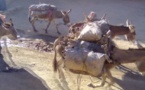 Tchad : la vente du charbon au vu de tous à Abéché