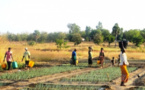 Togo : 8 milliards FCFA de financement pour les agriculteurs et près de 140.000 emplois créés en 2019