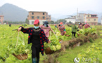 Guangxi Farmers lifted out of poverty donate 10,000 kg of vegetables to epicenter Wuhan