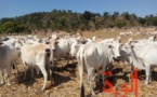 Tchad : les maladies animales, un frein à l'émergence du secteur de l'élevage