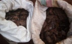 Cameroun/Dimako : une femme arrêtée avec deux sacs d’écailles de pangolin