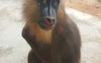 Cameroun/Covid-19 : Des trafiquants de primates arrêtés en pleine pandémie