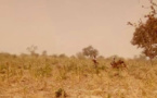 Tchad : enlèvement de 4 personnes dans la sous-préfecture de Lamé