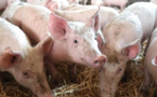Togo : riposte contre une infection de peste porcine déclarée dans la préfecture de l’Avé