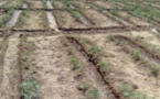 Tchad : quelles perspectives pour la campagne agricole 2020-2021 ?
