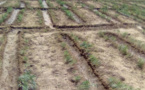 Tchad : Déby appelle à investir les champs pour booster la production agricole