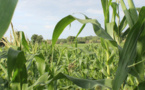 Tchad : production agricole, le gouvernement dévoile un plan de 17 milliards Fcfa