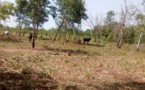 Tchad : de nouveaux enlèvements au Mayo Kebbi Ouest