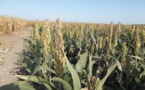 Tchad : d'énormes défis pour une agriculture moderne