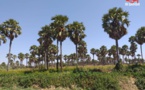 Tchad : "lorsque nous détruisons la biodiversité, nous détruirons le système"
