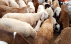 Tchad : le phénomène de vol des animaux devient de plus en plus récurrent 