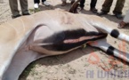 Tchad : antilopes chevalines abattues, les carcasses offertes aux détenus
