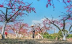 Eco-friendly peach orchards E China’s Jiangsu province become money-spinner