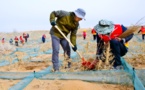“One Tree village” in NW China now has trees everywhere