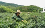 China’s Hainan dispatches sci-tech experts to countryside to lift agricultural production