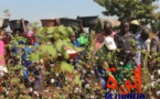 Tchad : 500.000 tonnes de coton d'ici 2025, un objectif conditionné par des défis