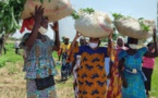 Tchad : culture maraichère, des projets agricoles portent leurs fruits à N'Djamena