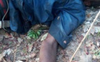 Tchad : un conflit autour d'un champ fait cinq blessés au Mayo Kebbi Ouest