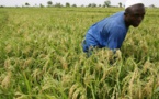 Tanzanie : des producteurs et commerçants des zones rurales triplent leurs revenus grâce à un programme