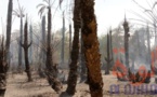 Tchad : des palmeraies ravagées par un incendie à Faya
