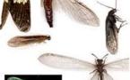 N'djamena envahi par des insectes et la mairie n'a pas l'air de réagir
