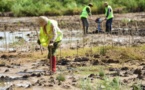 China sees remarkable progress of mangrove forest protection