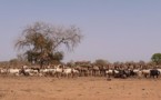 Tchad/Boeufs : De la micmac jusqu'à nos assiettes