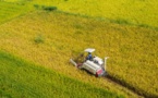 Bumper summer grain harvest helps China guarantee food supply 