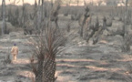 Tchad : un incendie ravageur à Tigui, dans le Borkou