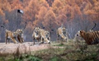 China’s national park system starts to yield fruits