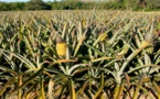 L’UE et l’Allemagne offrent 30 millions FCFA pour booster la production d’ananas au Togo