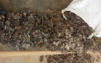 Cameroun/Ebolowa:Un homme arrêté avec des écailles de pangolin