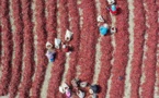 China works to ensure long-term peace, stability for Xinjiang 